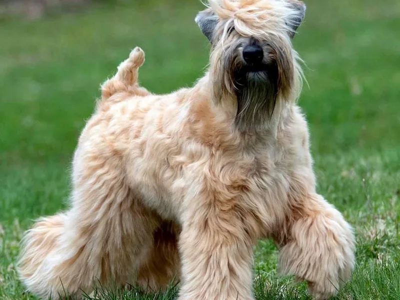 Charm Wheatens