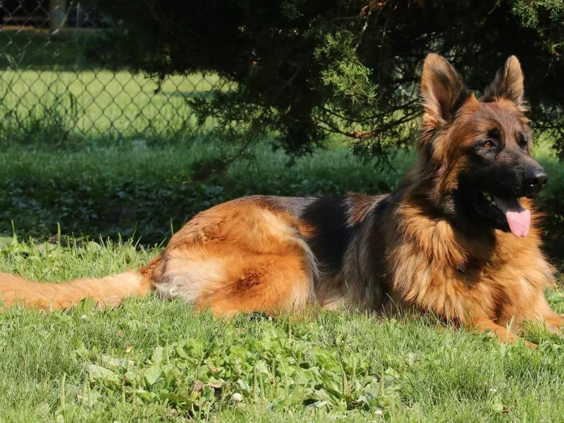 CharMars German Shepherds