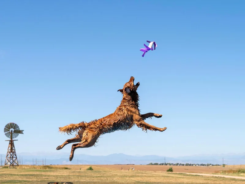 Charmed Golden Retrievers