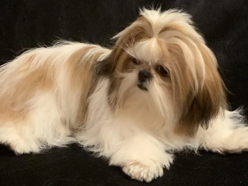 Charmed Shih Tzu