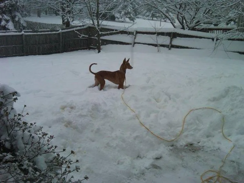 CharmedWons Pharaoh Hounds photo 1