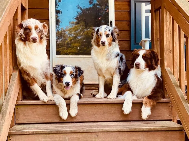 Charming Australian Shepherds