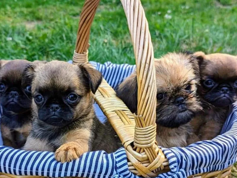 Charming Brussels Griffon