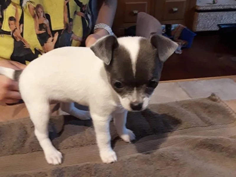 Charming Chihuahuas of Florida