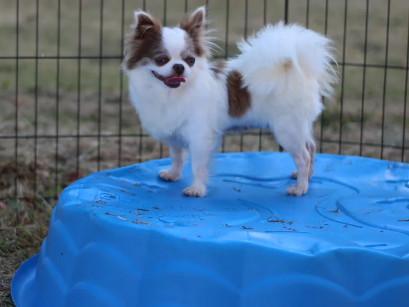 Charming Lil Chihuahuas