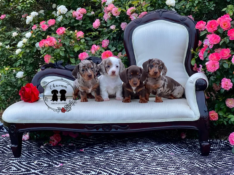 Charmm Dachshunds