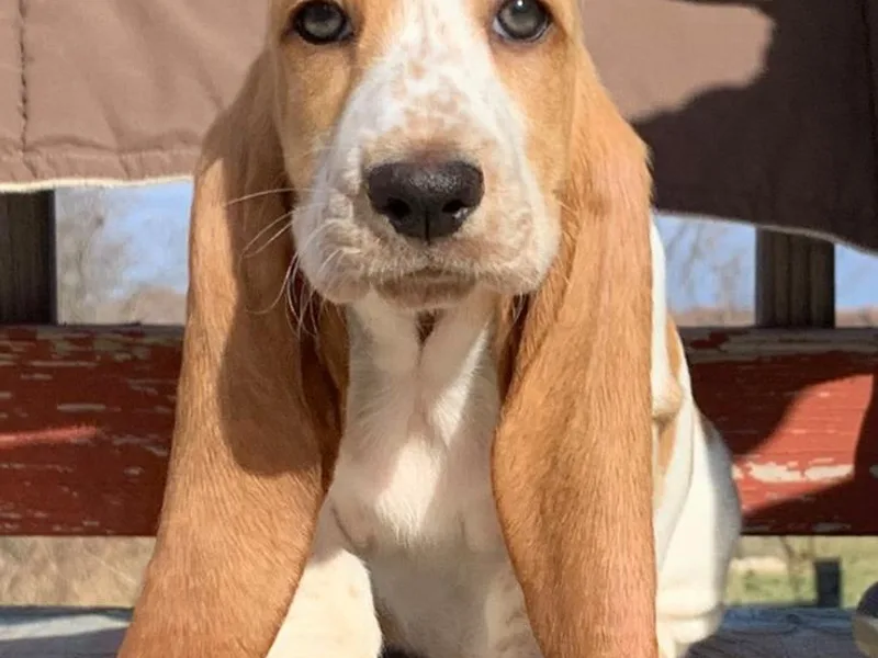 Chasan Bassets