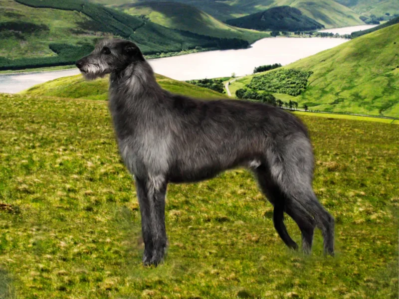 Chase Farm Scottish Deerhounds photo 1
