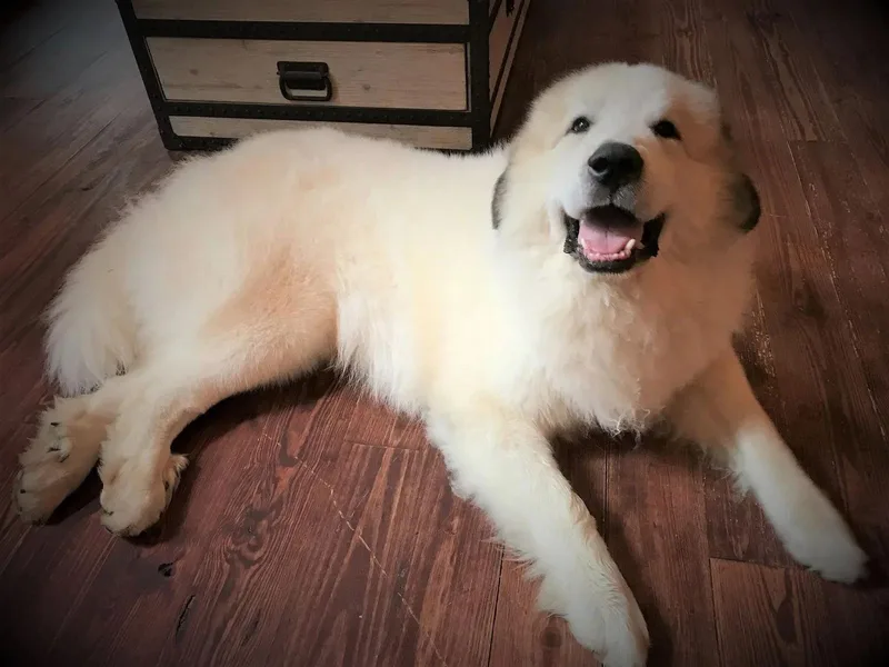 Chase Great Pyrenees photo 1