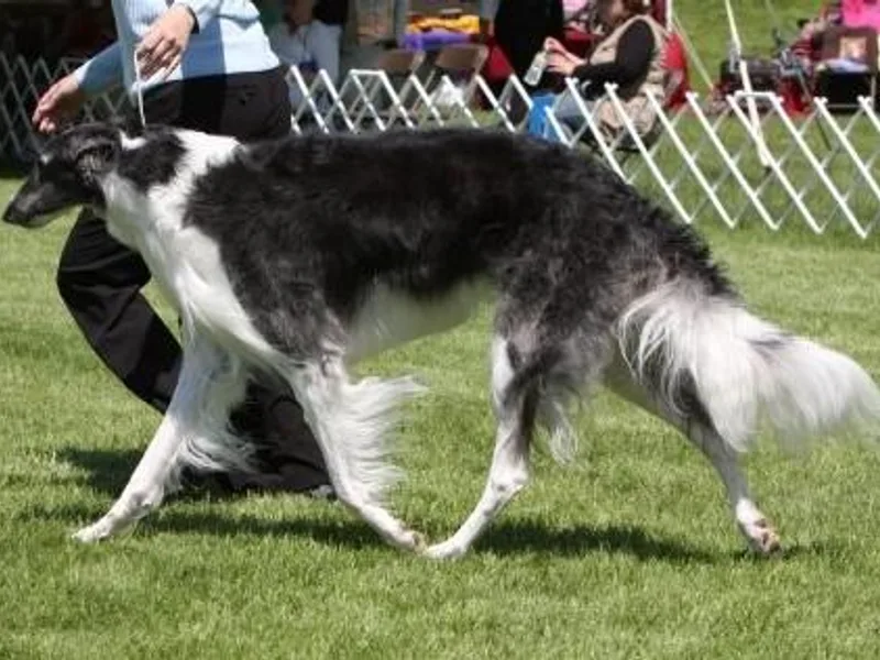 Chase N' Dreamz Borzoi