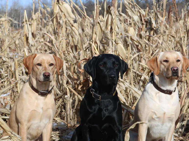 Chasin A Dream Labradors