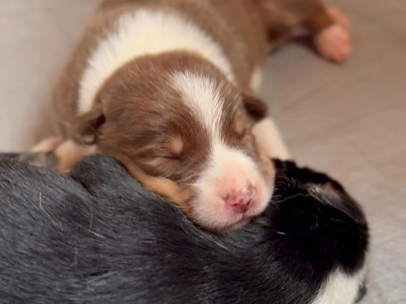 Chasing Dreams Border Collies