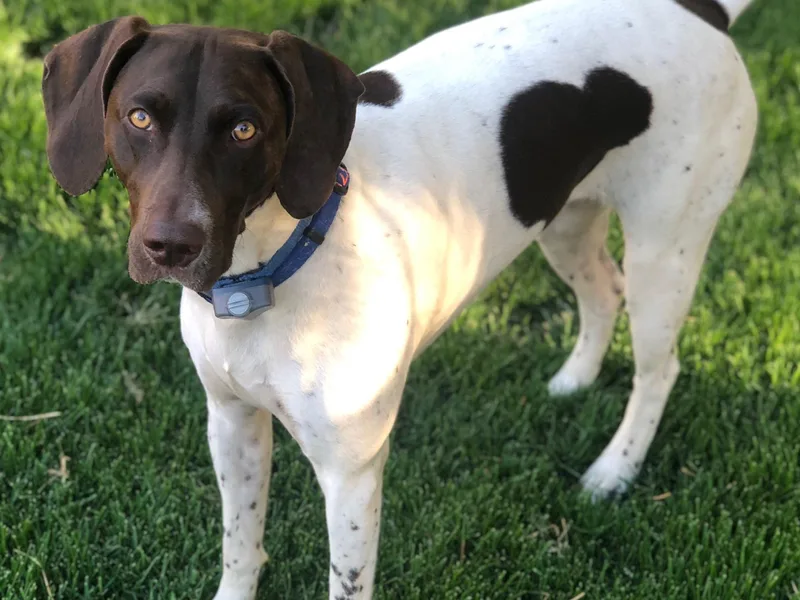 Chasing Kaya GSP Breeder