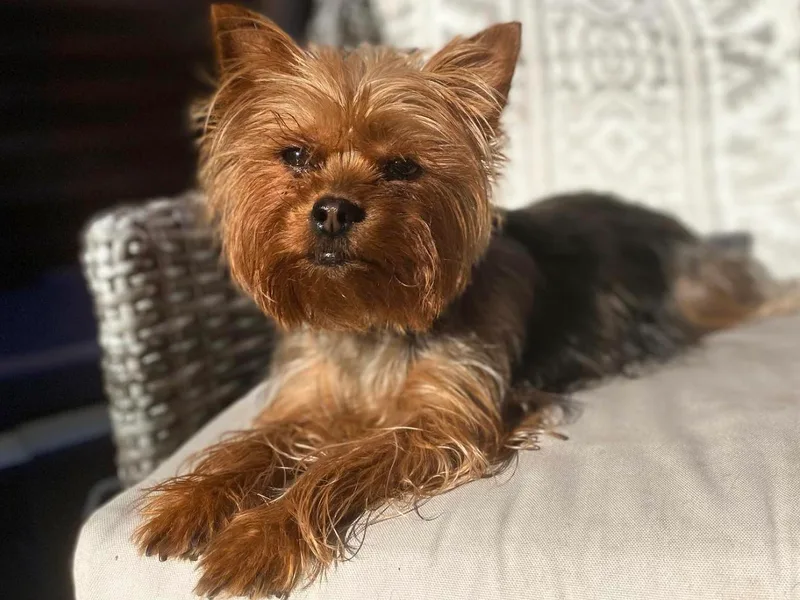 Chasing Rainbows Yorkies