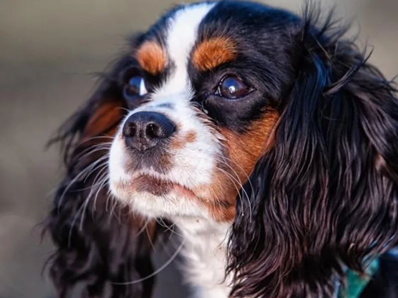 Chasing Spring Cavaliers photo 1