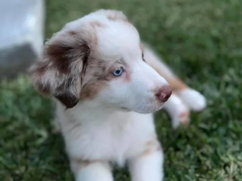 Chasitys Australian Shepherds