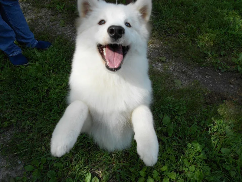 Chatanika Samoyeds