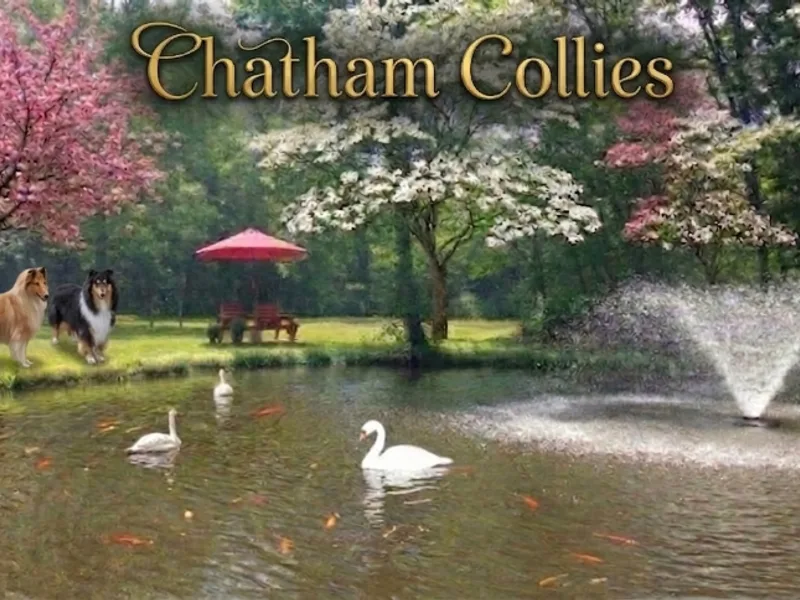 Chatham Collies & Shetland Sheepdogs