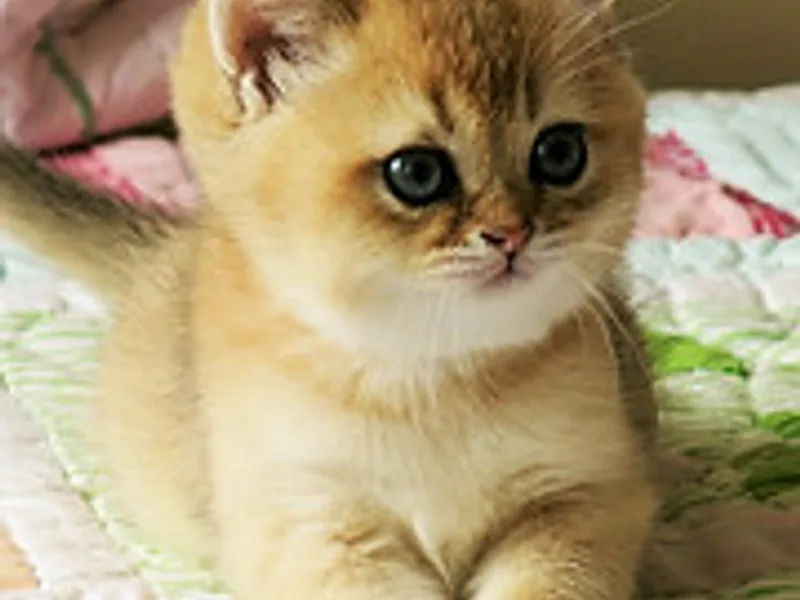 Chatkra photo 1