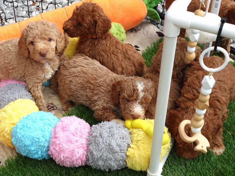 Chatt-A-Nooga Poodles