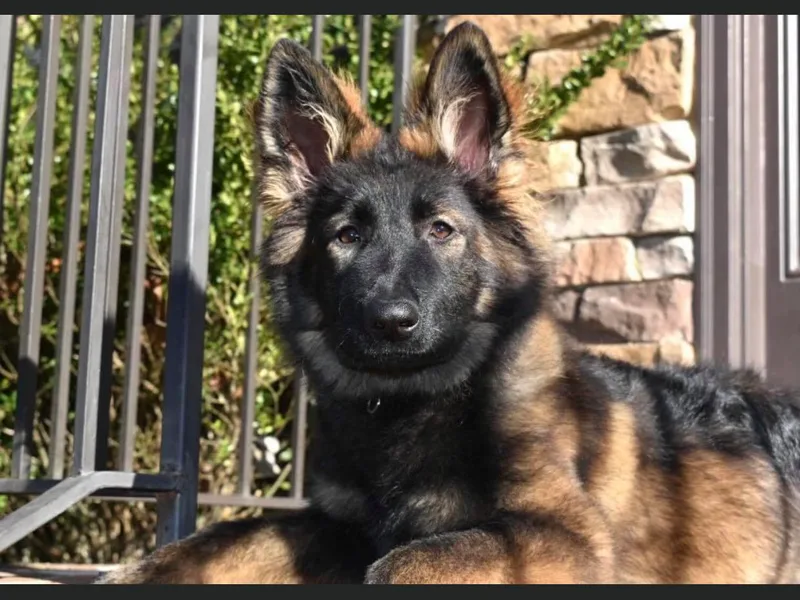 Chattanooga Tn German Shepherds