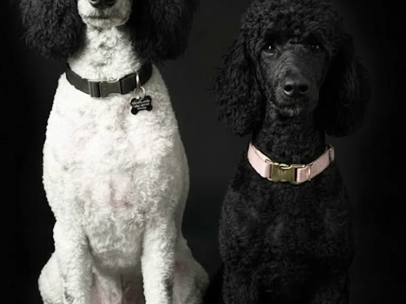 Chauffeured Poodles photo 1
