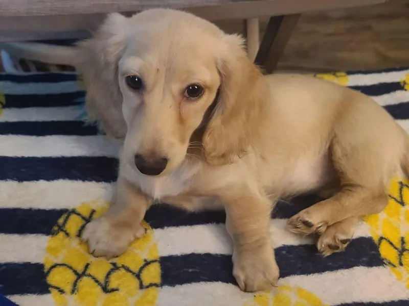 Chauncey's Creekside Dachshunds