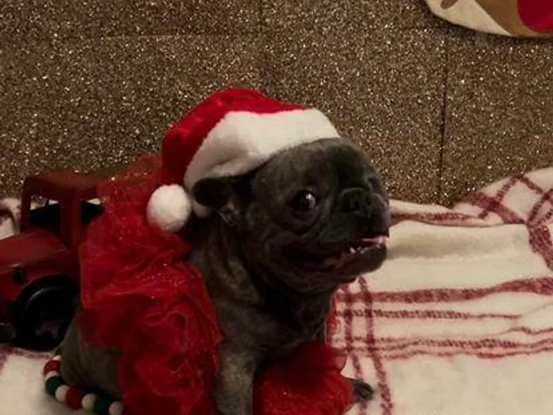 Chauve Souris Bulldogs