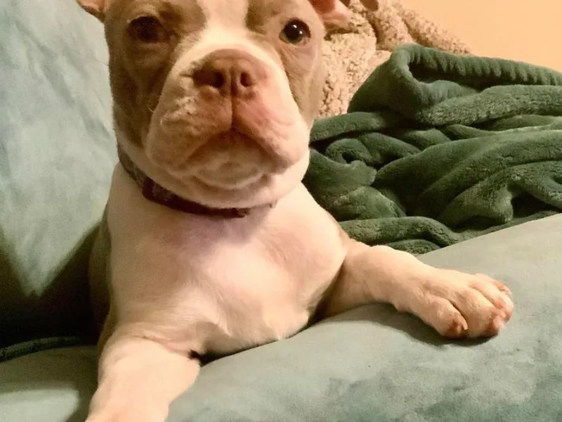 Chazie Ma's Boston Terriers