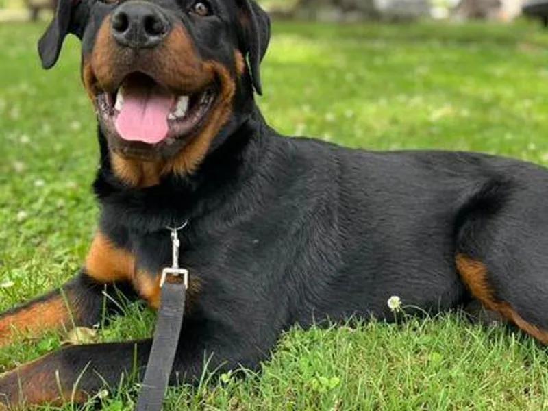 Cheaha Mt. Rottweilers