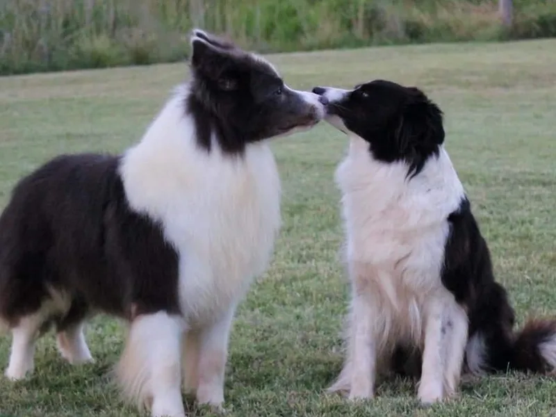 CheckItOut Border Collies