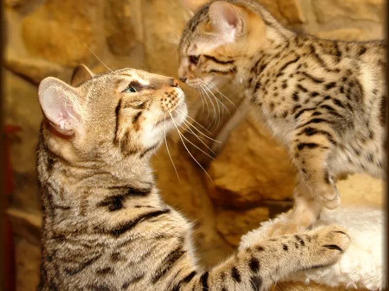 Cheetahsden