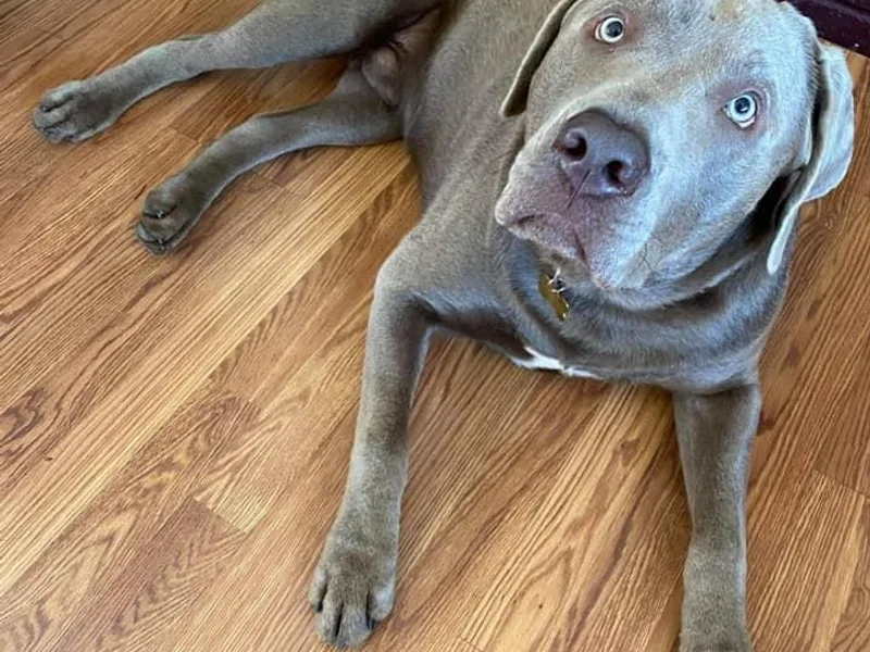 Chehalem Valley Labradors