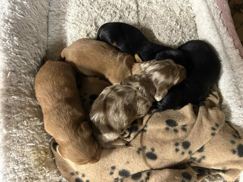 Chelisa's Dachshunds