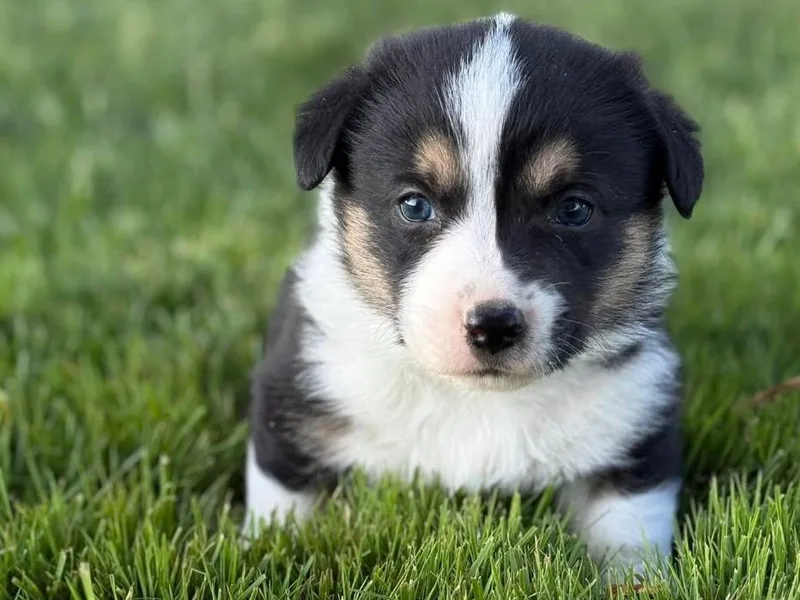 Chelsea’s Cowgirl Corgis