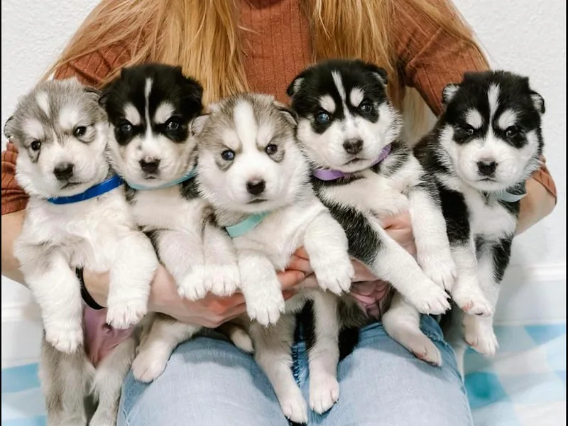 Chelsea's Huskies