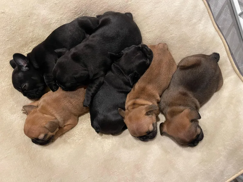 Chen French Bulldogs