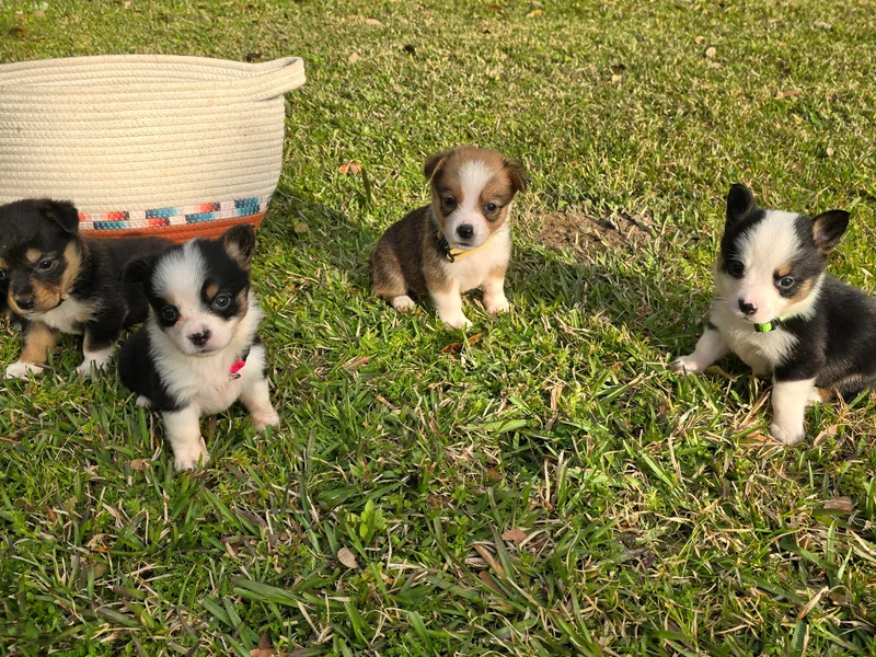 Chene Blanc  Pembroke Welsh Corgis