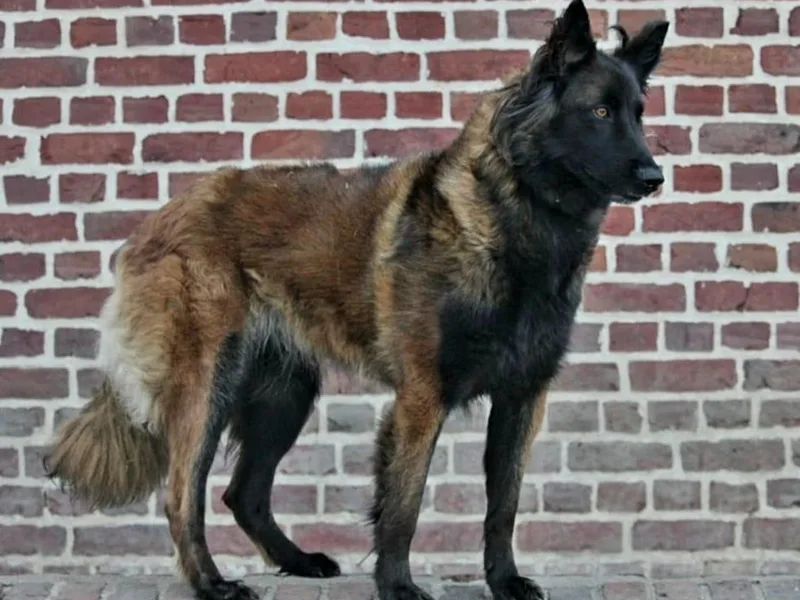 Chenil du Loup des Bois photo 1