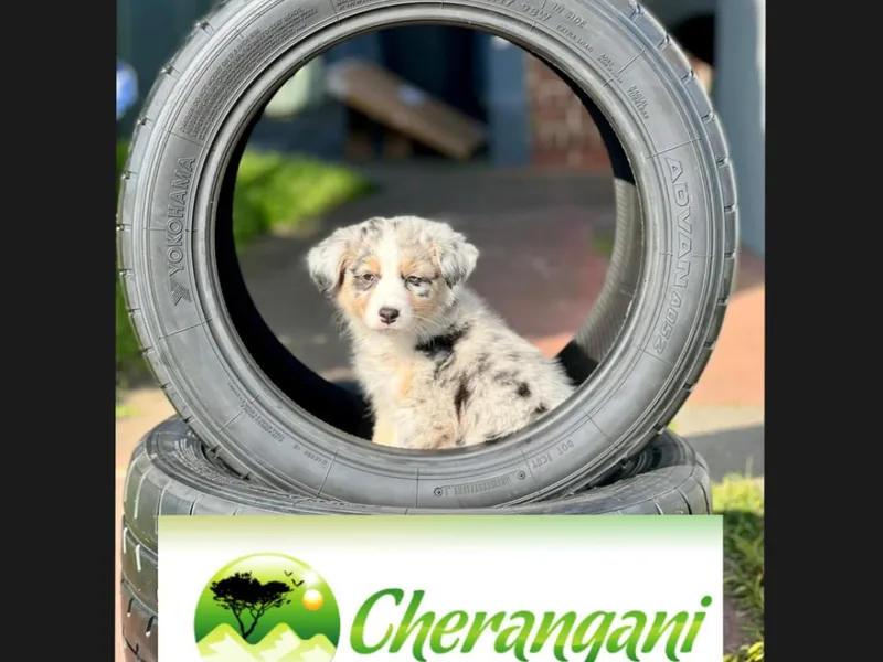 Cherangani Hills Australian Shepherds
