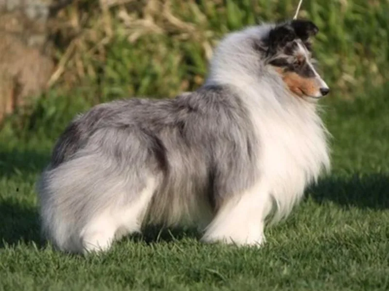 Cheren Waller's Shetland Sheepdogs