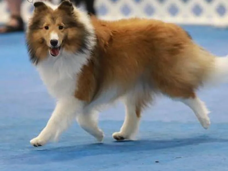 Cheri Spangler's Shetland Sheepdogs
