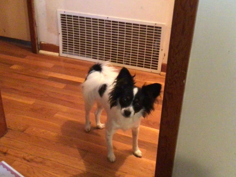 Cherie Ray's Papillons