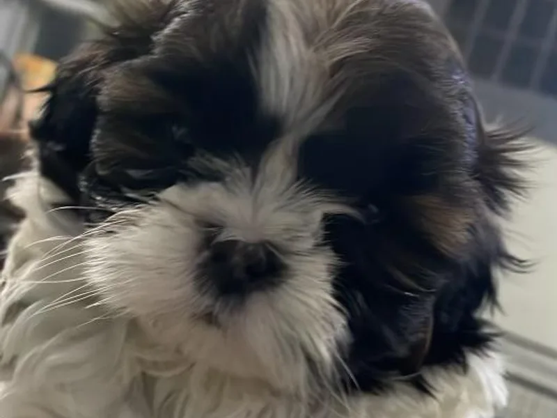 Cherie’s Purebred Shih Tzu’s