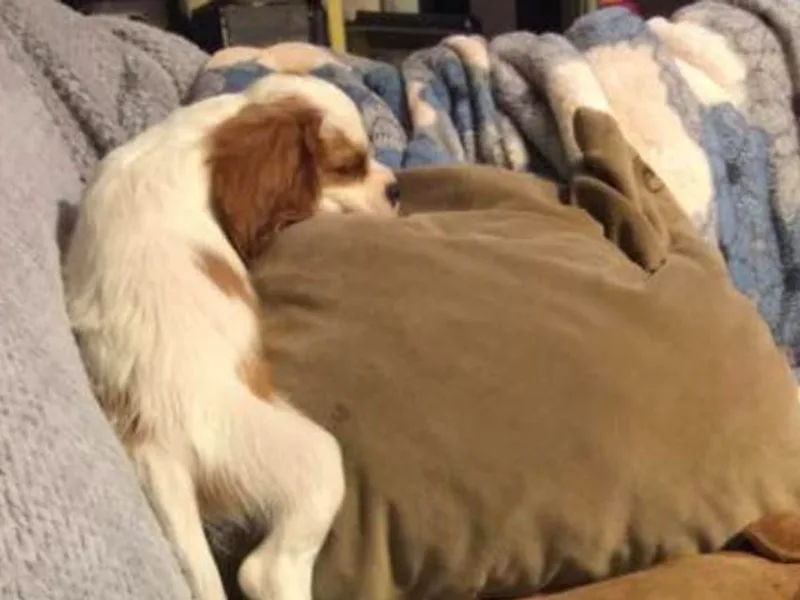 Cherilym Gumm's Cavalier King Charles Spaniel