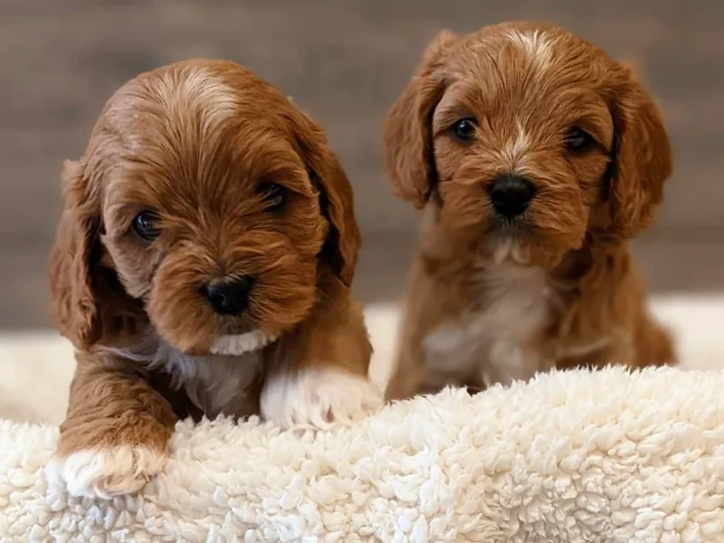 Cherish Puppies