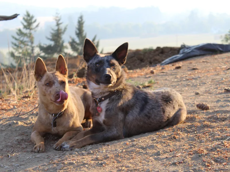 Cherished Chihuahuas