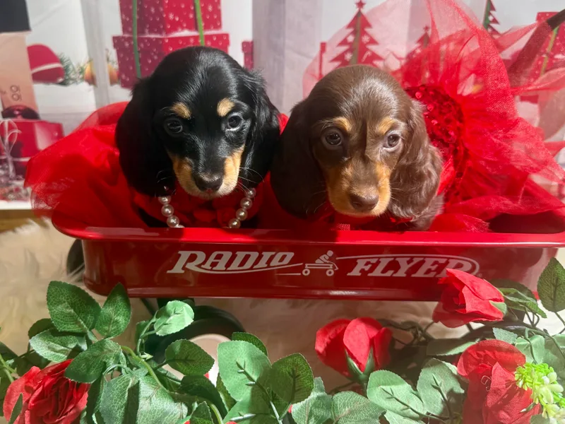 Cherished Dachshunds