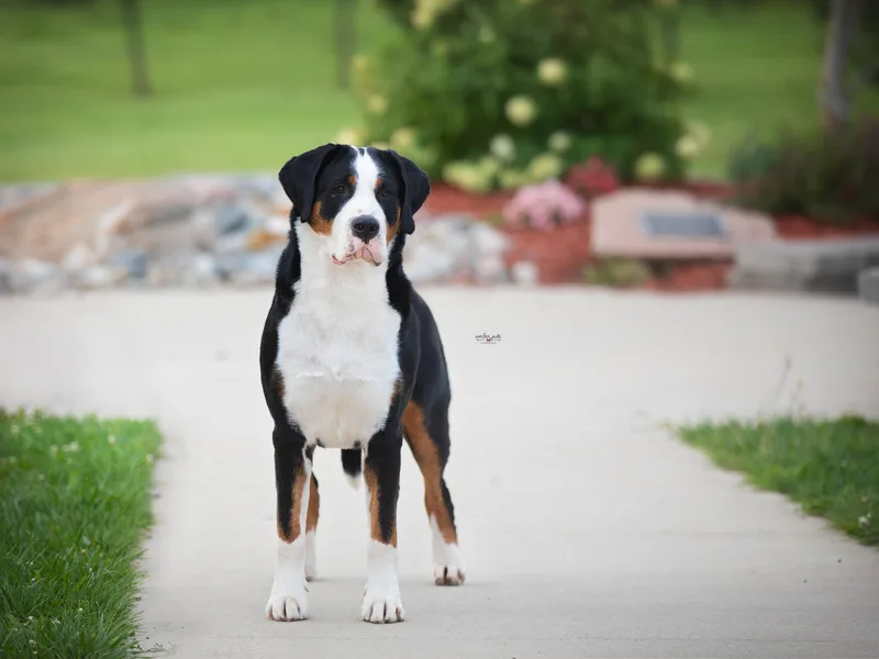 Cherished Greater Swiss Mountain Dogs