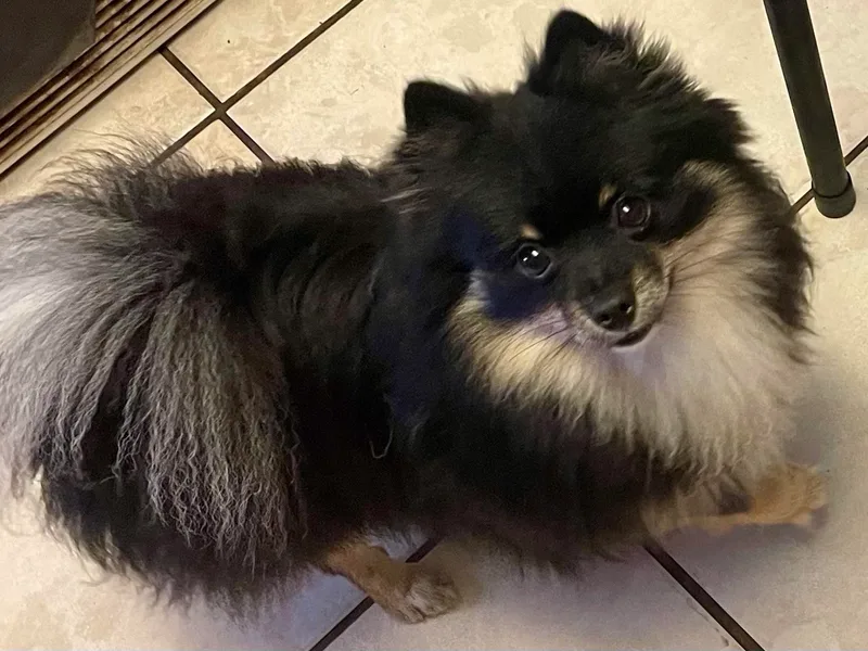 Cherokee Pomeranians